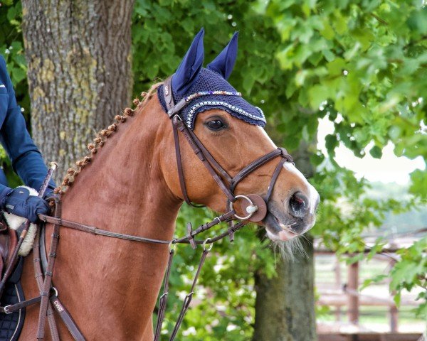 dressage horse Dancing Queen 235 (German Riding Pony, 2019, from Dreiklang AT NRW)