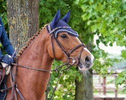 Dressurpferd Dancing Queen 235 (Deutsches Reitpony, 2019, von Dreiklang AT NRW)