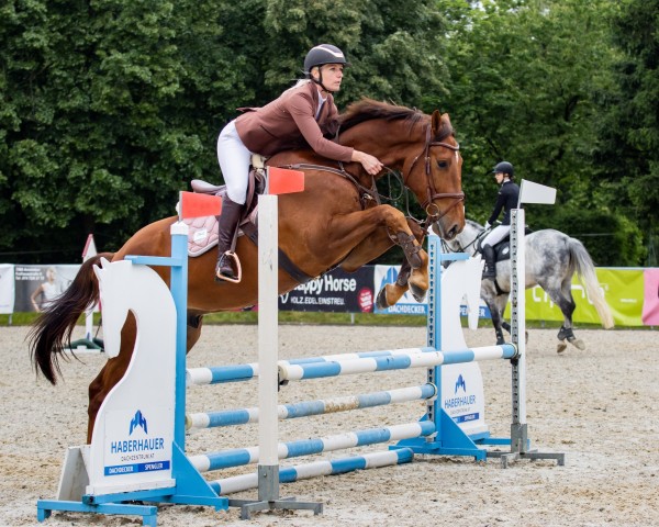 Springpferd Cero Gold (Oldenburger Springpferd, 2021, von Cero Blue Tn)