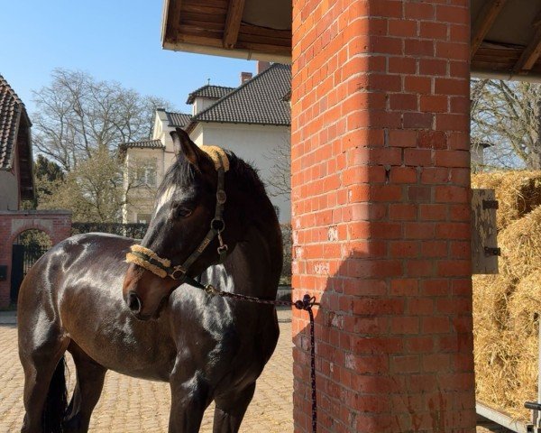 dressage horse Dragon Girl 2 (Hanoverian, 2016, from Dragon Hill)