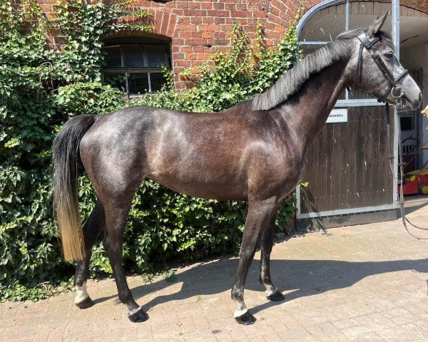 jumper Bambolina 8 (Holsteiner, 2020, from Brantzau)