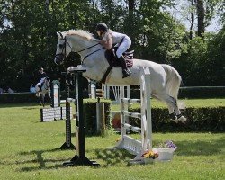 jumper Cortino (Hanoverian, 2008, from Calido I)