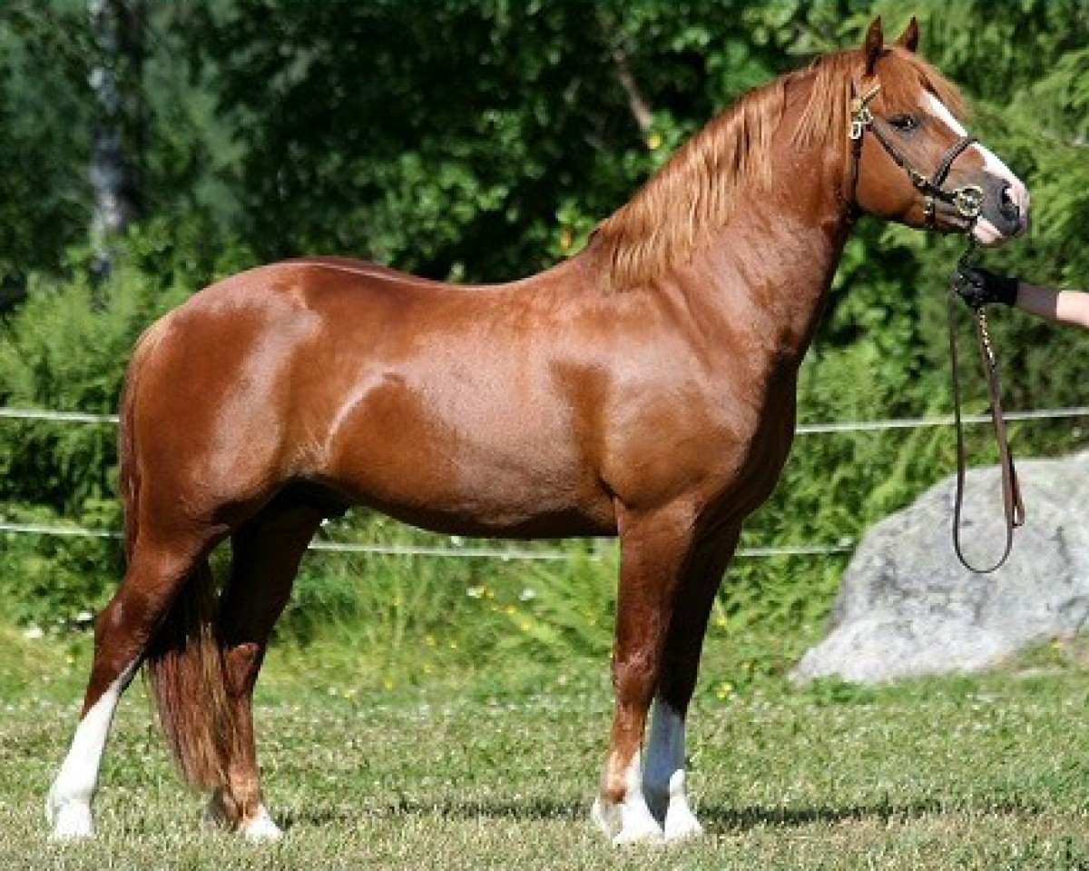 stallion Iouar Celt 1 WC (Welsh-Cob (Sek. C), 2001, from Menai Rancher)