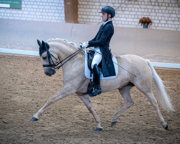 broodmare Daily Nice K (German Riding Pony, 2016, from Dating AT NRW)