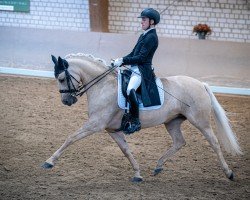 Zuchtstute Daily Nice K (Deutsches Reitpony, 2016, von Dating AT NRW)