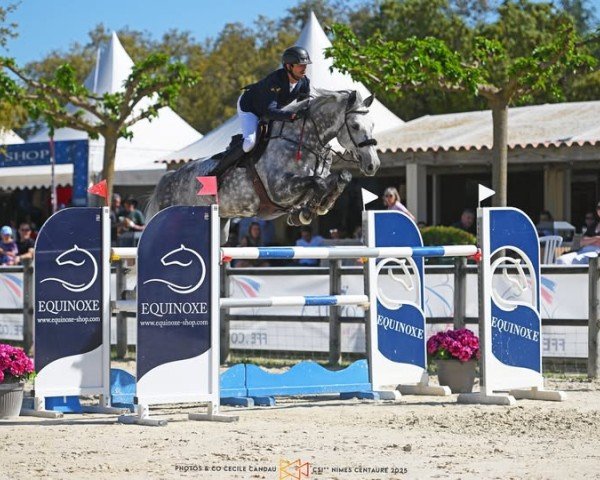 jumper Mccape F (KWPN (Royal Dutch Sporthorse), 2017, from Cape Coral Rbf Z)