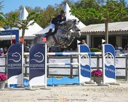 Springpferd Mccape F (KWPN (Niederländisches Warmblut), 2017, von Cape Coral Rbf Z)