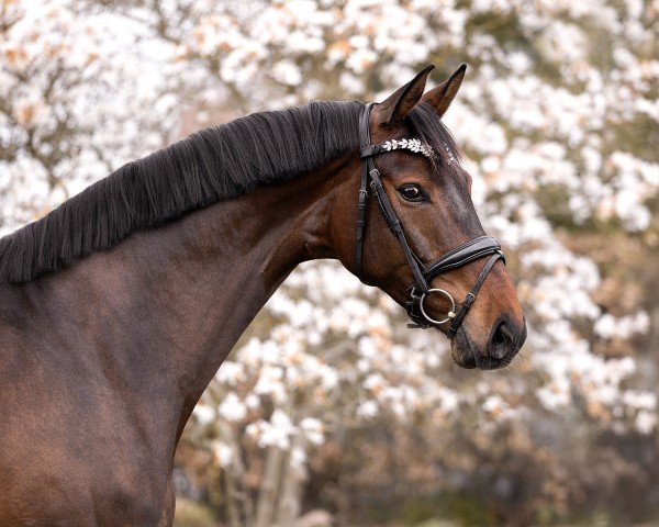 Dressurpferd Julietta M (Hannoveraner, 2020, von Jovian)