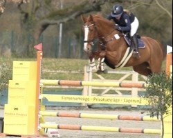 Springpferd Samira 482 (Hannoveraner, 2014, von Signum xx)