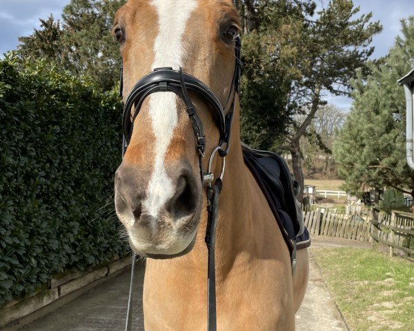 jumper Jamine de Thurin (KWPN (Royal Dutch Sporthorse), 2014, from Glasgow van het Merelsnest)