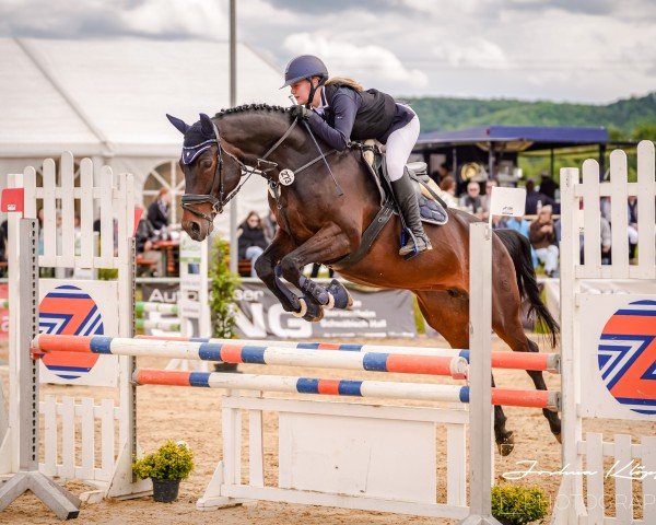 Springpferd Quitte 27 (Oldenburger Springpferd, 2014, von Quick Star IV CH)