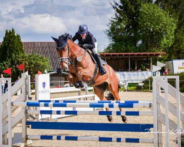 Springpferd Samba 208 (Belgisches Warmblut, 2018, von Aimar van het Polderhof)