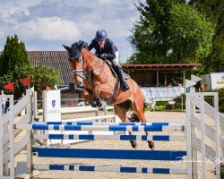 Springpferd Samba 208 (Belgisches Warmblut, 2018, von Aimar van het Polderhof)