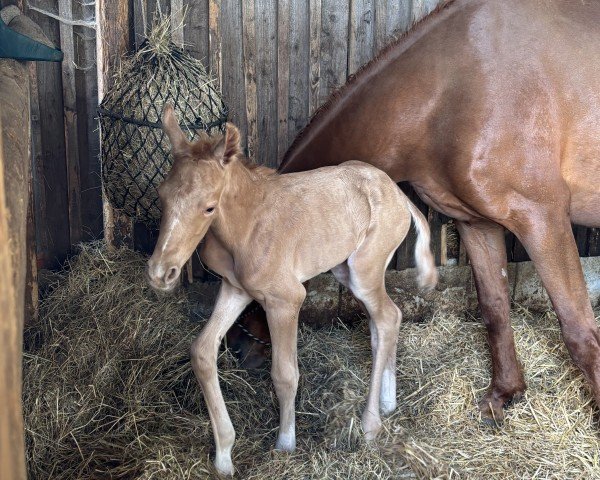 foal by Hailey Gold Mk (German Riding Pony, 2025, from Herzgold D NRW)