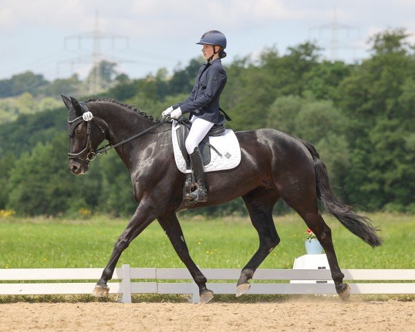 dressage horse Damons Finesse (German Sport Horse, 2015, from Damon Hill)