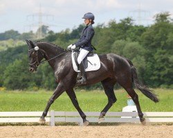 Dressurpferd Damons Finesse (Deutsches Sportpferd, 2015, von Damon Hill)