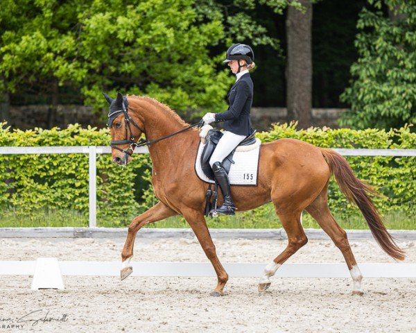 dressage horse Vivico (German Sport Horse, 2020, from Vivino)