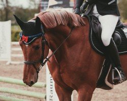 jumper Same but Different HMV (Hanoverian, 2017)