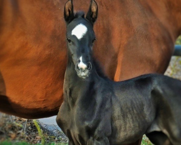 foal by HF v. Sir Donnerhall (Oldenburg, 2025, from Sir Donnerhall I)