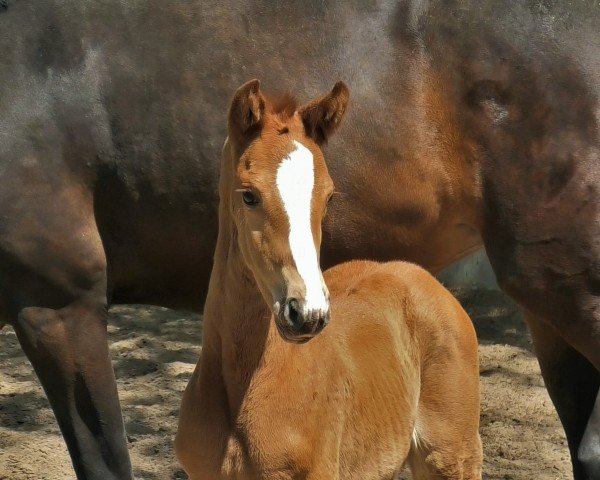 foal by SF v. Va Bene (Hanoverian, 2025, from DSP VA Bene)