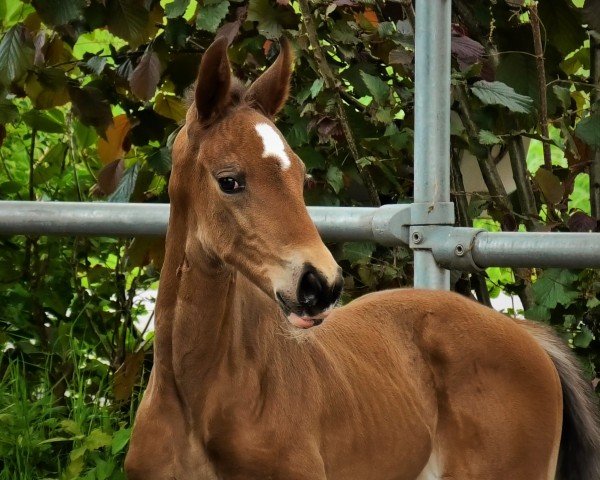 foal by SF v. Escolar (Hanoverian, 2025, from Escolar)