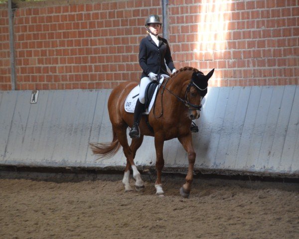 horse Garfield V. (Rhinelander, 2008, from Goethe)