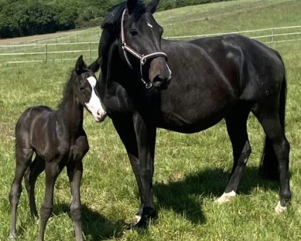 foal by Herzenssonne (Trakehner, 2025, from Saint Cyr)