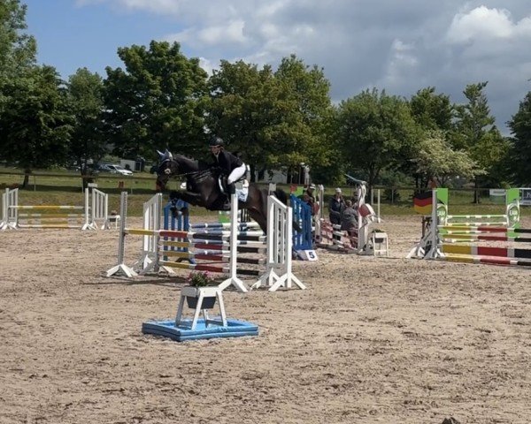 Springpferd Faro 134 (Hannoveraner, 2008, von Fidertanz)