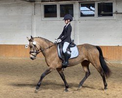 Dressurpferd Bahia-Blue in the dark (Deutsches Reitpony, 2009, von Nacromancer in the dark)
