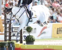 broodmare Cornetta 24 (Oldenburg show jumper, 2006, from Cornet Obolensky)
