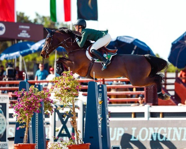 jumper Nikey HH (Belgian Warmblood, 2013, from Vagabond de la Pomme)