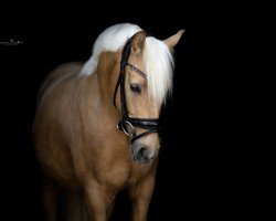 Dressurpferd Calimero PK (Deutsches Reitpony, 2020, von Coer Noble)
