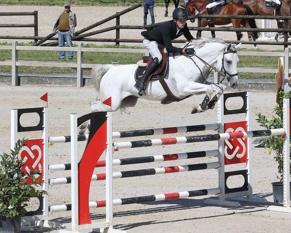 jumper Rox vd Bisschop (Belgian Warmblood, 2017, from Chacoon Blue)