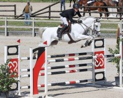 jumper Rox vd Bisschop (Belgian Warmblood, 2017, from Chacoon Blue)