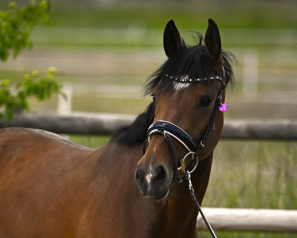 dressage horse Velicia Bella (Hanoverian, 2021, from Va' Pensiero FRH)