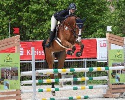jumper Ballini (German Sport Horse, 2019, from Balou du Rouet)