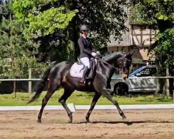 Dressurpferd Samiro 43 (Deutsches Sportpferd, 2009, von Sarotti 43)