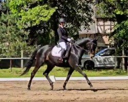 Dressurpferd Samiro 43 (Deutsches Sportpferd, 2009, von Sarotti 43)