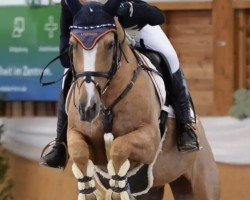 Springpferd Don Diamond 14 (Nederlands Rijpaarden en Pony, 2016, von Don Cremello du Bois)