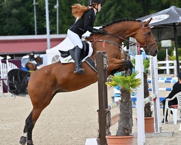 Springpferd Indian Rose 5 (KWPN (Niederländisches Warmblut), 2013, von Gaillard de La Pomme)