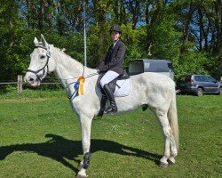 Springpferd Kleiner Onkel 145 (Holsteiner, 2005, von Calato)