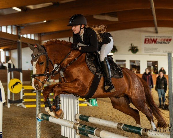 jumper Calando 105 (German Riding Pony, 2015, from Coke saint of the Life)