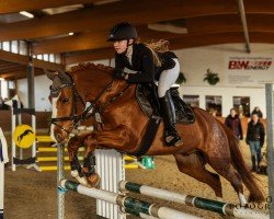 Springpferd Calando 105 (Deutsches Reitpony, 2015, von Coke saint of the Life)
