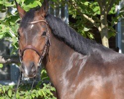 jumper Cracker Jack 32 (German Riding Pony, 2019, from Champ de Luxe)