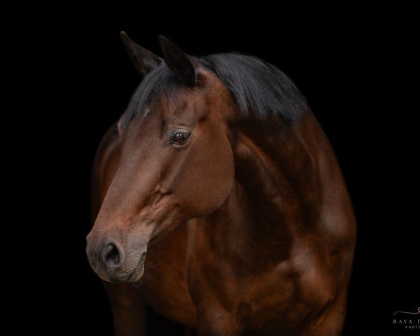 broodmare C-Ruby (Württemberger, 2010, from Landjonker (Fruhling))