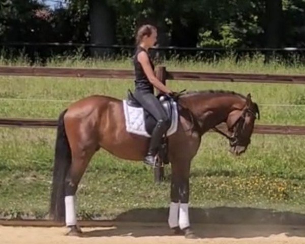 horse Grane YET (Pura Raza Espanola (PRE), 2021, from Timbal Yet)