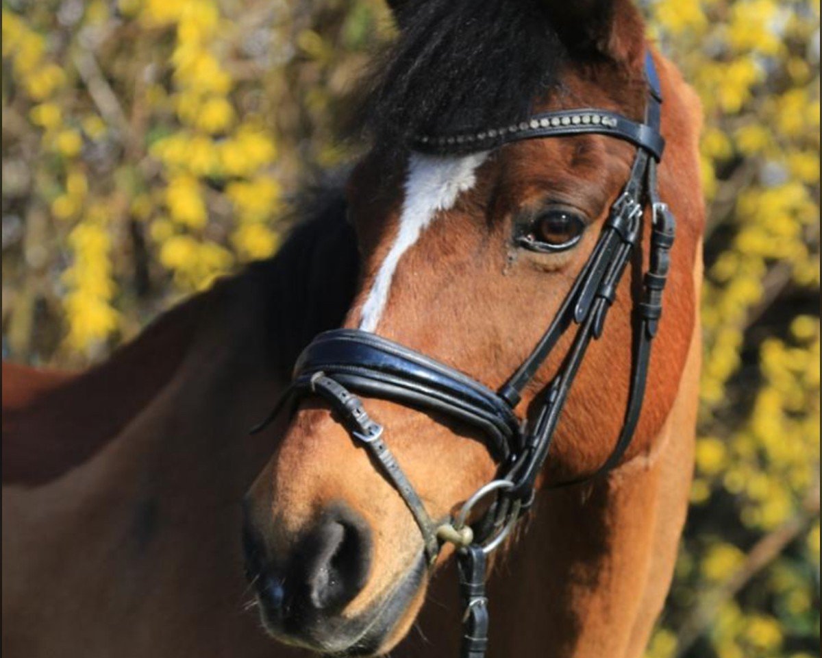 dressage horse High Five (Swedish Warmblood, 2009, from VDL Cardento 933)