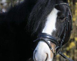 Dressurpferd Amaretto Starlight (Pony ohne Rassebezeichnung, 2016)
