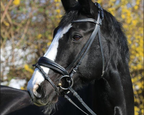 dressage horse Teddy (Hanoverian, 2011, from Rotspon)