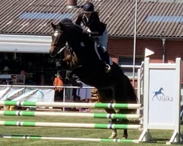 Springpferd Feiwell (Westfale, 2020, von Fürst Romancier)